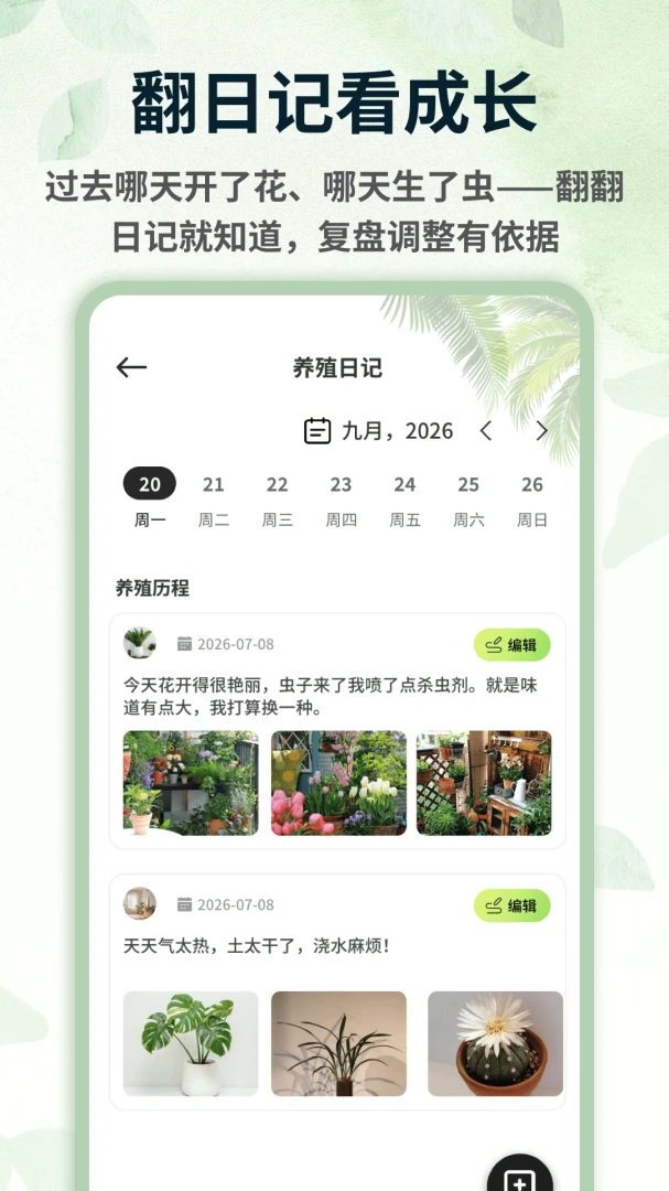 青青草棠